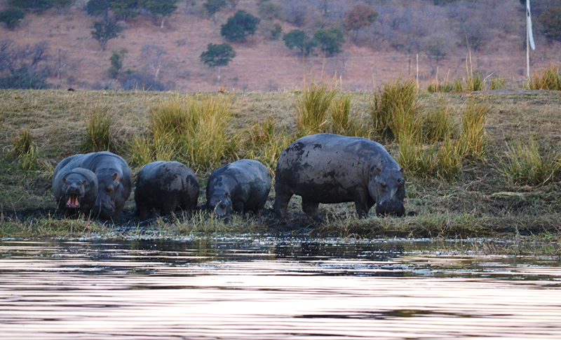 botswana-hippos botswana-hippos