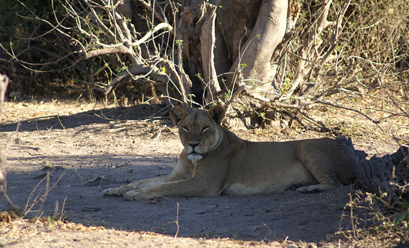 botswana-lion botswana-lion