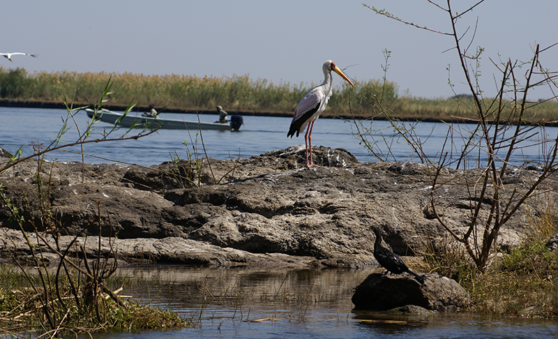 botswana-storks botswana-storks