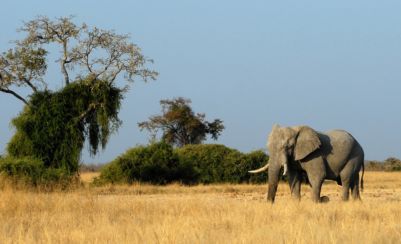 botswana2 botswana2