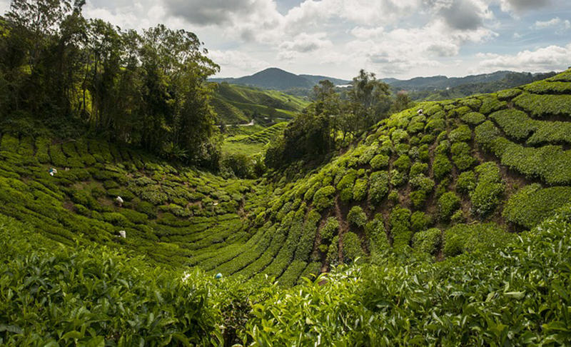 Tea-plantation Tea-plantation