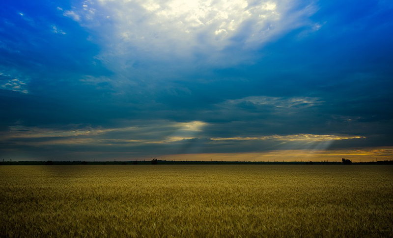 Wheat-fields-in-Stefan-Voda Wheat-fields-in-Stefan-Voda